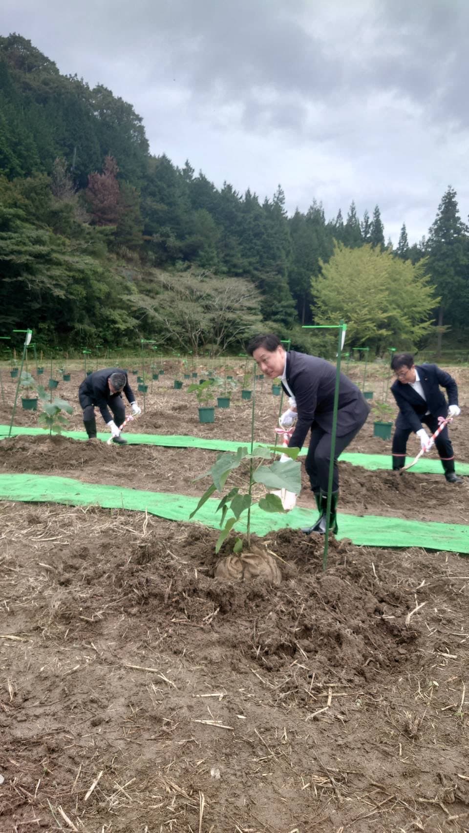 スーツ姿の市長ら関係者3名が菩提町の圃場でグリーンシート沿いに早成桐の苗木をスコップで植えている様子