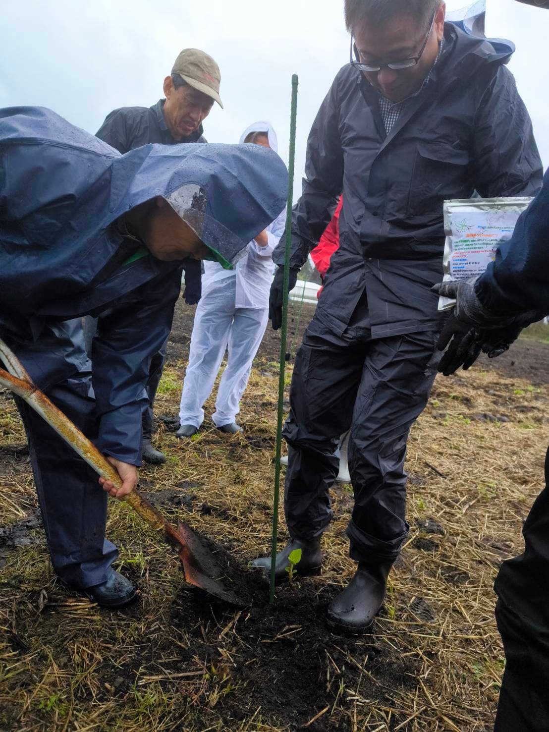 雨の中、スコップで苗木を植える様子