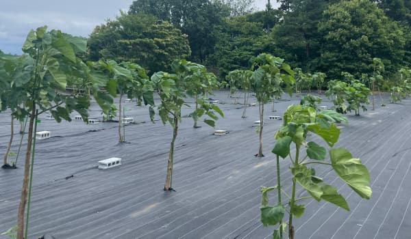 再植樹不要の萌芽再生サイクル